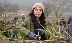 Manisa'da üzüm bağlarında budama mesaisi