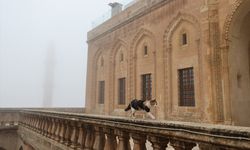 Mardin'de sis etkili oldu