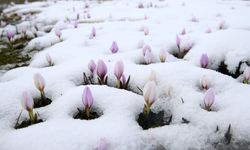 Muş Ovası'nda 'baharın habercisi' çiğdemler kar altında kaldı