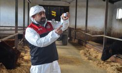 Muş'ta şap hastalığına karşı ilkbahar dönemi aşılama çalışmaları başladı