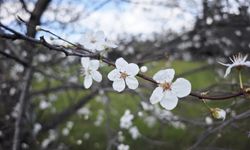 Samsun'da şubat ayında erik ağaçları çiçek açtı