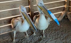 Samsun'da tedavileri tamamlanan pelikanlar doğaya salındı