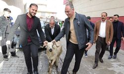 Şanlıurfa'da ramazan yardımları kapsamında 400 aileye küçükbaş desteği verildi