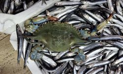 Sinop'ta denize açılan balıkçıların ağına 2 mavi yengeç takıldı