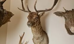 Tekirdağ'da bir evde tahnit ve trofelerden oluşan 40 parça ele geçirildi