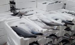 Tekirdağlı balıkçıların yüzünü torik bolluğu güldürüyor