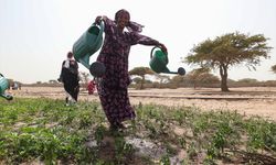 TİKA, Senegal'de 5 kadın kooperatifi için 3 hektarlık alanda sebze meyve bahçesi kurdu