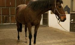 TMSF safkan İngiliz kısrağı ile tayını satışa çıkarıyor