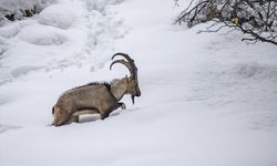 Tunceli'de kar ve soğuk hava yaban hayvanlarının yiyecek bulmasını zorlaştırıyor
