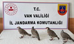 Van'da aracında 4 kınalı keklik yakalanan kişiye 85 bin 246 lira ceza verildi