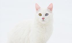 Van'da hedef orijinal Van kedisi yavru sayısını artırmak