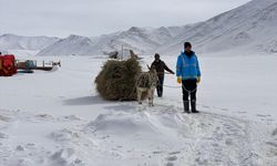 Van'da kar ve soğuk havada besicilerin zorlu mesaisi sürüyor