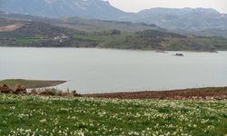 Adıyaman'da 'baharın habercisi' nergisler çiçek açtı