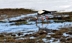 Baharın müjdecisi leylekler Kars'a geldi