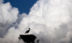 Baharın müjdecisi leylekler Tunceli'deki köylerde bulunan yuvalarına dönmeye başladı