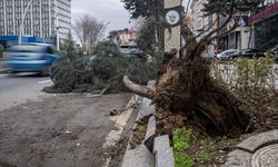 Başkentte üzerine ağaç devrilen otomobilde hasar oluştu