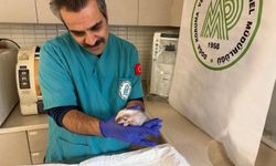 Burhaniye'de bulunan porsuk yavrusu koruma altına alındı