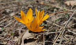Çankırı'da baharın müjdecisi çiğdemler çiçek açtı