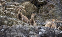 Dağ ve ormanlarla kaplı Munzur Vadisi birçok yaban hayvanına ev sahipliği yapıyor