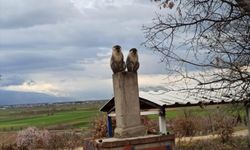 Denizli'de ağaçlarda görülen ikinci maymun da koruma altına alındı