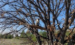 Denizli'de ağaçta yakalanan maymun koruma altına alındı