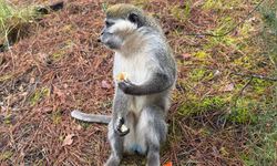 Denizli'de mantar arayan kişi ormanda maymun buldu