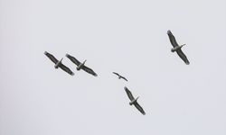 Dünyanın uçabilen en ağır kuşlarından tepeli pelikan, Iğdır'da görüntülendi