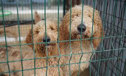 Edirne'de el konulan cins köpekler sahiplendirilecek