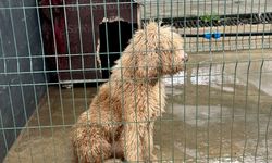 Edirne'de yasa dışı köpek üretimi yapan çiftlik sahibine 2 milyon 144 bin lira ceza