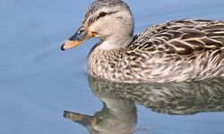 Eriyen kar sularıyla doyan Efteni Kuş Cenneti Gölü, göç yolundaki misafirlerini ağırlıyor