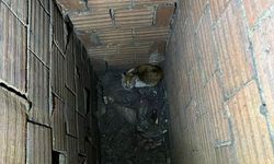 Erzincan'da havalandırma boşluğuna düşen kediyi itfaiye kurtardı