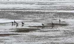 Hafik Gölü kenarında turna ve yaban kazlarının karda yiyecek arayışı görüntülendi