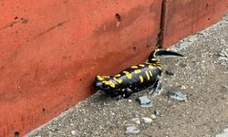 Hatay'da nesli tehlike altındaki sarı benekli semender görüldü