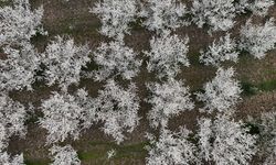 Isparta'da çiçek açan meyve ağaçları havadan görüntülendi