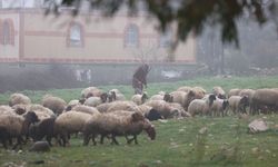 İsrail'in, Suriye'nin güneyindeki ihlalleri bölgede tarım ve hayvancılığı vurdu