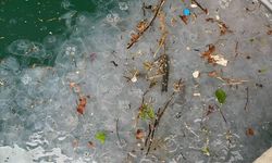 İstanbul'da yağışın ardından Beşiktaş Sahili'nde denizanası ve atık yoğunluğu gözlendi