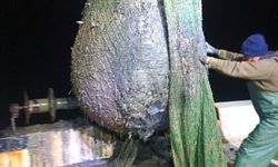 İzmir Körfezi'nde dip çamuru dökümüne Foçalı balıkçılardan tepki