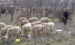 Kadın girişimci 3 koyunla başladığı hayvancılıkta kendi işinin patronu oldu