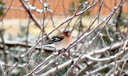 Kars ve Ardahan'da kar etkili oldu