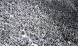 Kars'ta beyaza bürünen sarıçam ormanları dronla görüntülendi