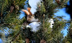Kars'ta yiyecek arayışındaki yaban hayvanları görüntülendi