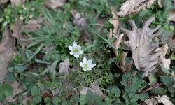 Kırklareli'nde bahar renkleri Istranca ormanlarını süsledi