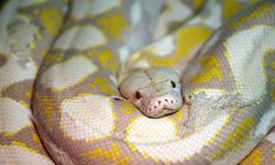 Konya'daki merkezde albino pitonlara özel şartlarda bakılıyor