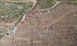 Muğla'da Turnalı sahilindeki yanan ormanlık alan yeniden yeşillendiriliyor