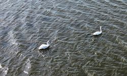 Samsun Kızılırmak Deltası'nda kuşların kuluçka dönemi başladı