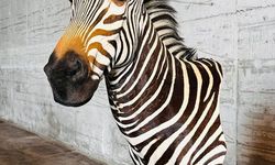 Tarım ve Orman Bakanlığı yaban hayvanı trofeleri bulunan 19 kargoya el koydu