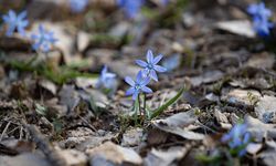 Tunceli'de karların erimesiyle İksor Vadisi'nde mavi kardelenler açtı