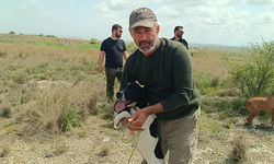 Adana'da 'Avcı Köpeği ve Irk Standartları Yarışması' yapıldı