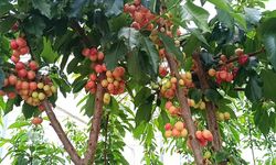 Afyonkarahisar'da jeotermal serada kiraz hasadı yapıldı