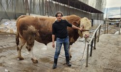 Ağrı'da 1 ton 190 kiloluk kurbanlık boğa alıcısını bekliyor